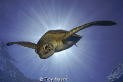 Burst.  Green Turtle Descending from the surface after a ... by Troy Mayne 